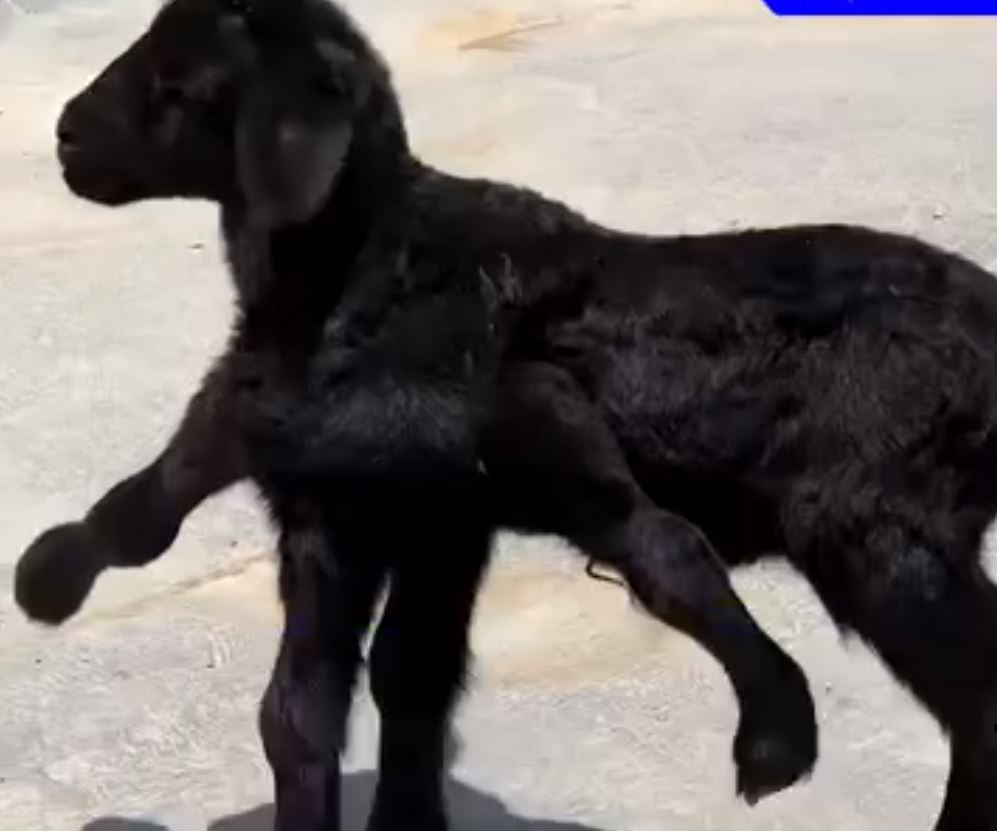 Իրանում վեցոտանի գառ է ծնվել